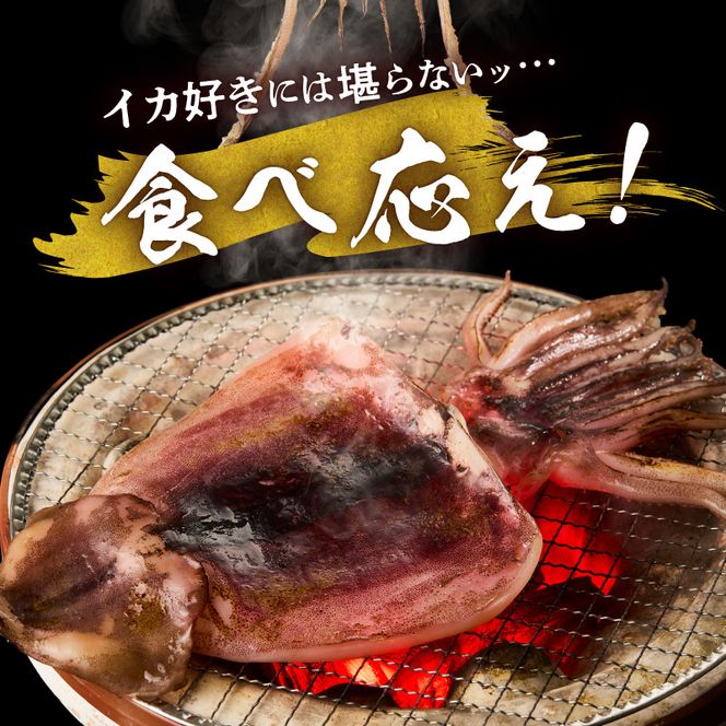 函館産 特大真いか 一夜干し 1枚 いか イカ 烏賊 特大 肉厚 干物 つまみ いか天 イカ天 冷凍 北海道 函館 はこだて_HD010-023