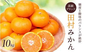 【先行予約受付中！】高級みかん ブランド 田村みかん 10kg ※2026年11月下旬～2027年1月下旬頃に順次発送予定（お届け日指定不可） 有田みかんの最高峰 / みかん ミカン 柑橘 フルーツ 果物 甘い 和歌山 柑橘類 【uot505A】