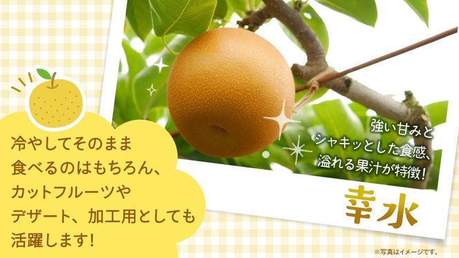 ＜ 訳あり ＞ 幸水 約5kg 【2026年8月より発送開始】（茨城県共通返礼品 [梨]：大子町産） ご家庭用 フルーツ なし ナシ 和梨 梨 わけあり 果実 旬のフルーツ お取り寄せ くだもの 果物 みずみずしい