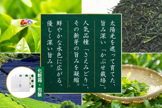 お茶 緑茶 深蒸し煎茶 深緑 80g×3本 [谷岩茶舗 宮崎県 日向市 452061732] セット 小分け 茶葉 プラチナ賞