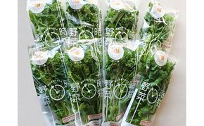 なばリーフ 贅沢 ケール パック 8p入/ 水耕栽培 時短 野菜 特殊フィルム包装 新鮮 洗わずに食べられる 無洗 炒め物 煮物 サラダ スムージー 青汁 手軽 安全 安心 栄養 健康