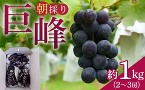 朝採り 巨峰 約1kg (2～3房) 有田巨峰村 大南農園　 EM002