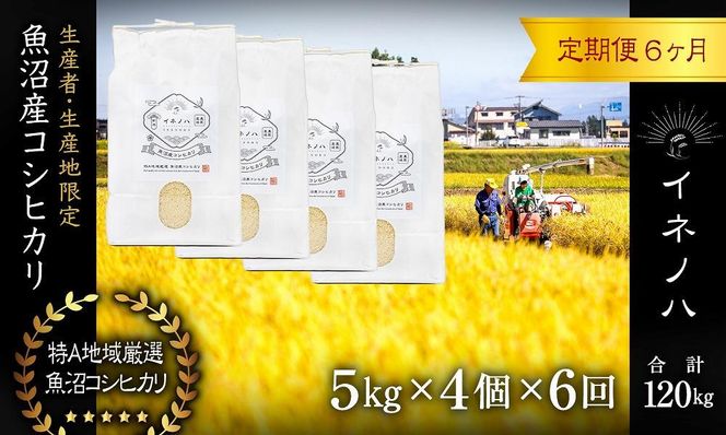 ＜定期便・全6回＞【令和7年産】魚沼産コシヒカリ「イネノハ 」精米(5kg×4)×6回 お米 白米 ご飯 産地直送 ミネラル 栄養分 こだわり 人気 新鮮 