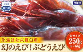 幻のぶどうえび（大・250g /4～6尾）エビ 海老 ブドウエビ 羅臼町 北海道 魚介類 魚介 海産物 冷凍 生産者 支援 応援 016942_AH079