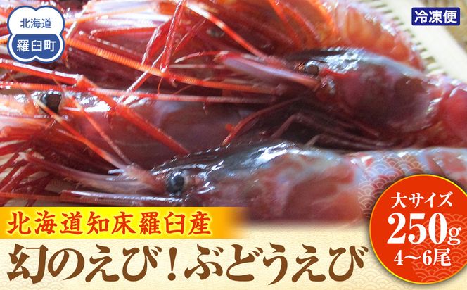 幻のぶどうえび（大・250g /4～6尾）エビ 海老 ブドウエビ 羅臼町 北海道 魚介類 魚介 海産物 冷凍 生産者 支援 応援 016942_AH079
