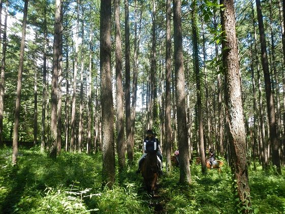 乗馬 体験 まきば軽井沢 まったり100分 乗馬体験 1名様 体験チケット 馬 自然