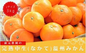 Lサイズ 前元農園の完熟中生(なかて)温州みかん 3kg【1月初旬～下旬に順次発送】 / フルーツ 中生 なかて 温州 みかん 蜜柑 三重県 高品質 みえ アルギット【mmg027B】