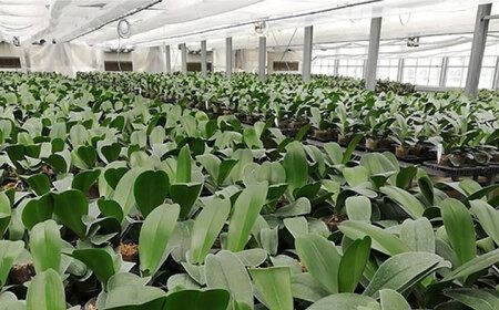 胡蝶蘭 大輪 白 ( 3本立 ) ( お祝い / 開店祝い / 就任祝い ) 糸島 / はざま園芸 [AND001] 胡蝶蘭 お祝い ギフト 贈答 洋蘭 開店祝い 新店 祝い 白 3本