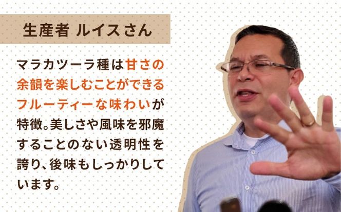 【年内発送】中煎り コーヒー 豆 250g × 2袋 （ 豆 ・ 粉 選べます ） ニカラグア産 ラベンディション農園 マラカツーラ種 ナチュラル 《糸島》 【COFFEE UNIDOS】 [AQF001] 珈琲 カフェ コーヒー粉