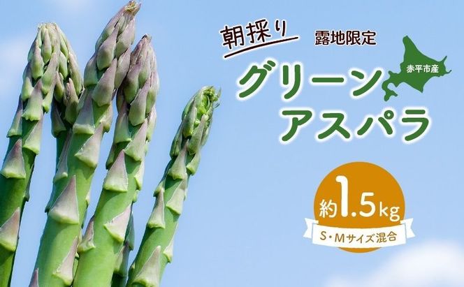 アスパラ 北海道 約1.5kg！朝採り 露地限定グリーンアスパラ（M・Sサイズ混合）［ほりぐち農園］※2026年5月中旬出荷開始先行予約  野菜 アスパラガス 旬 とれたて お取り寄せ 産地直送 