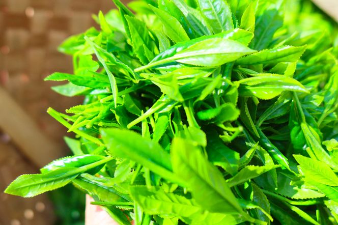 【数量限定】京都・緑茶発祥の地、大臣賞生産者のお茶を大臣賞茶師がティーバッグにしました〈お茶 茶 煎茶 緑茶  茶葉 玉露  かぶせ茶 ティーバッグ 詰合せ 最高茶師 大臣賞 飲料 加工食品〉 