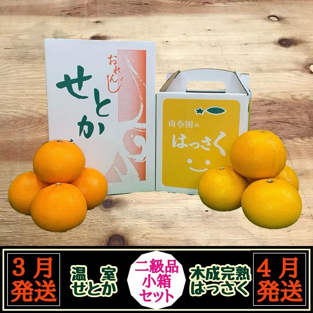 定期便 春に楽しむ ハウス せとか & 木成 完熟 有田 はっさく 傷あり 二級品 小箱セット 全2回 南泰園