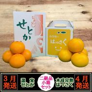 定期便 春に楽しむ ハウス せとか ＆ 木成 完熟 有田 はっさく 傷あり 二級品 小箱セット 全2回 南泰園 BS218