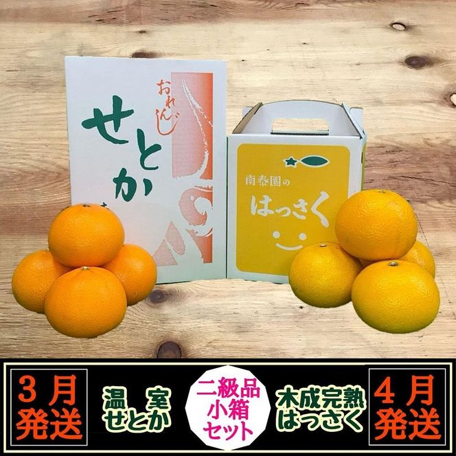 定期便 春に楽しむ ハウス せとか ＆ 木成 完熟 有田 はっさく 傷あり 二級品 小箱セット 全2回 南泰園 BS218