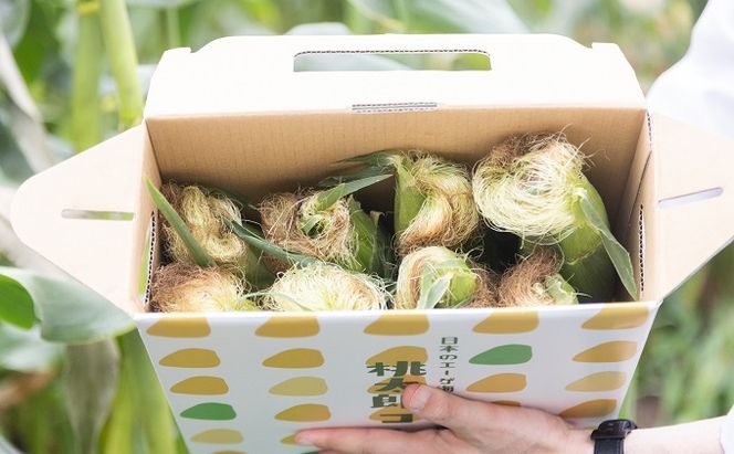 ［2026年先行予約］牛窓産とうもろこし まるでフルーツ！生で甘い、茹でて美味い！「桃太郎コーン」と「うしまどんな」のセット 約4kg 8～12本入り 産地直送 食べ比べ 