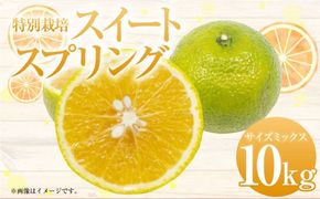 【先行受付】特別栽培スイートスプリング 10kg サイズミックス スイートスプリング みかん フルーツ 果物 果実 特別栽培 九州 熊本県産【2026年12月下旬から2027年2月上旬発送予定】