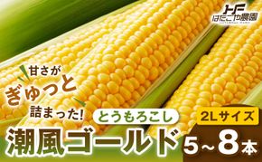 ［夏の味覚］潮風ゴールド 2Lサイズ 5～8本 1セット とうもろこし トウモロコシ ゴールドラッシュ 黄色 潮風ゴールド スイートコーン 茹でとうもろこし 白浜町 304018_ET03