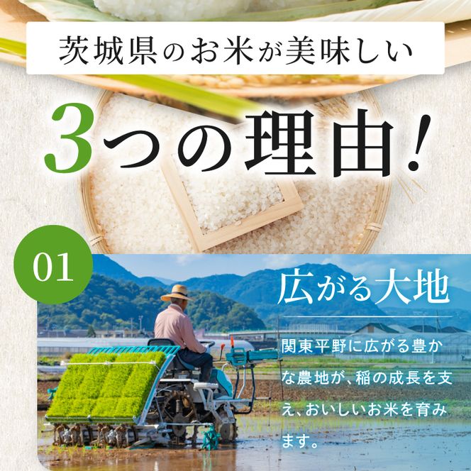 令和8年産 コシヒカリ 精米 20kg | お米 こしひかり コシヒカリ 白米 茨城県 取手市 （CO004）