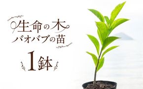 バオバブの苗 糸島市 / バオバブ・サンライズ 植物 苗[AJR001]