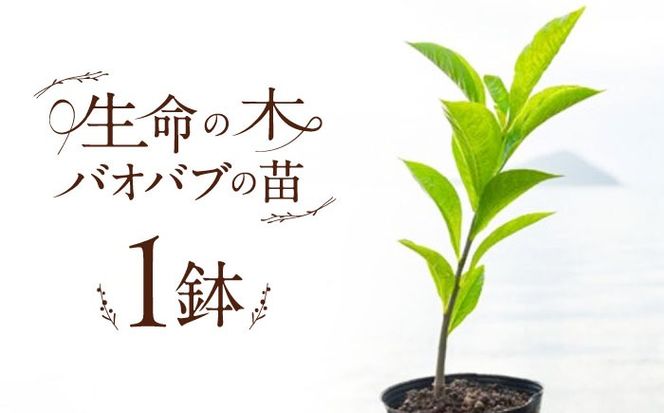 バオバブの苗 糸島市 / バオバブ・サンライズ 植物 苗[AJR001]