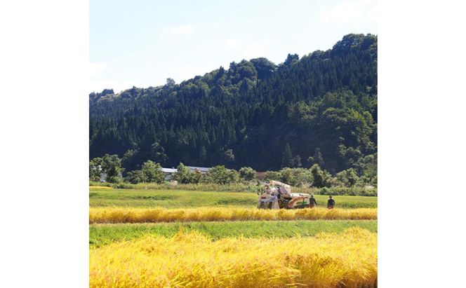 米 定期便 12ヶ月 コシヒカリ 10kg 精米 白米 お米 魚沼産コシヒカリ  新潟米 新潟 十日町市 定期 12回