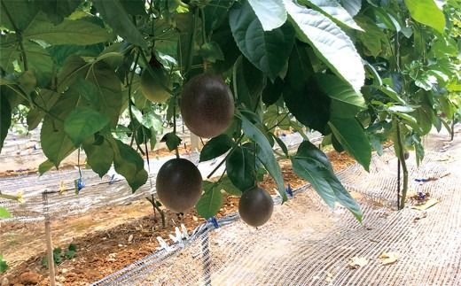 【2026年発送】産地認定！！恩納村産パッションフルーツ(約2kg)