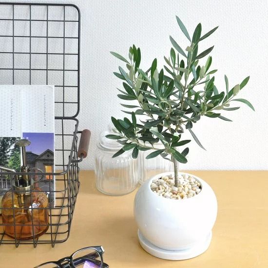 オリーブ 白色 丸型 陶器鉢【黄色小石・受皿・育て方】 オリーブの木　【室内用】　鉢植え・鉢・苗・苗木・丸鉢　結婚式で両親へのプレゼント・結婚式の記念品・両親贈呈ギフト・両親贈呈品・ウエルカムツリー　ギフト