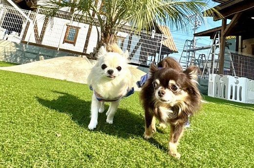 【1.4-7】ペットホテル利用券4,000円分