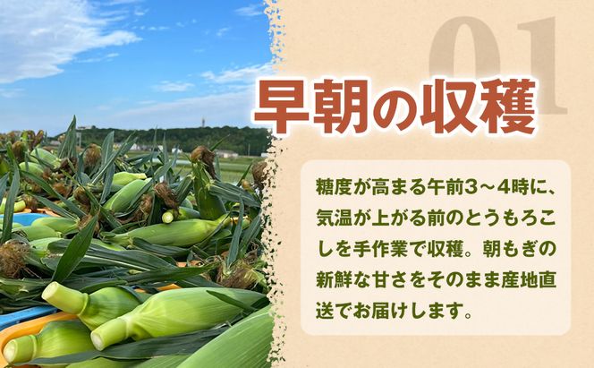 ［2027年発送 先行予約 夏の味覚］潮風ホワイト 2Lサイズ 10～12本 とうもろこし トウモロコシ 白 コーン とうもろこし BBQ 焼き肉 白浜町 304018_ET02