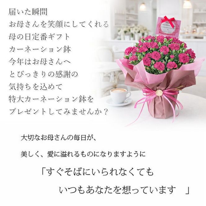 【母の日ギフト】鉢もの「カーネション7号レッド」」＜お届け日：2026年5/4～5/10 当店おまかせ ＞母の日カード付き【 母の日 ギフト アレンジ 花 カーネーション 贈り物 大阪府 門真市 】 272230_BG071VC01