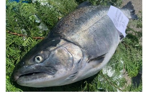 サクラマス いみずサクラマス漬け丼の素3パックセット 桜鱒 漬け丼 セット 取り寄せ 富山県 射水市 