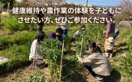 【ふるさと納税】糸島で農業体験(1名) 栽培期間中農薬不使用 無化学肥料 無除草剤の畑で野菜のお世話体験！[AAL001]