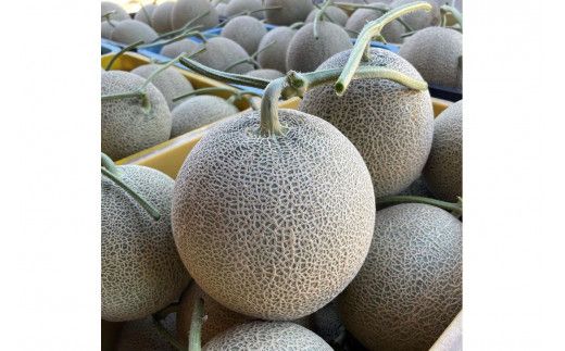 【先行予約／数量限定15】カスタネットメロン1玉(2026年7月中旬～発送)　FK00013