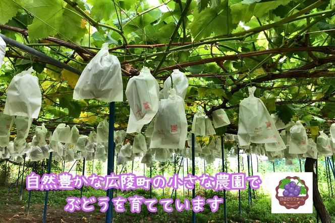 ナガノパープル2房(約1kg) ぶどう ナガノパープル フルーツ 大粒、種なし、皮ごと食べられる黒ぶどう　ナガノパープル
