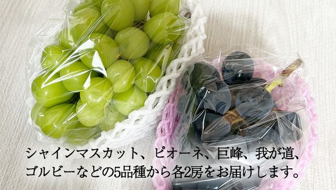 おまかせ！ ぶどう セット 5品種×各2房【2026年9月より発送開始】（茨城県共通返礼品 [ぶどう]：結城市産） ぶどう ブドウ 葡萄 果物 フルーツ 茨城県産 [BI426-NT]