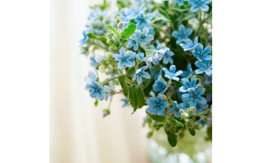 【CF-R7hbk】t179tmf　《6ヵ月定期便》 ブルースター 花束 初回花瓶付 定期便 定期コース 全6回 延命剤付き ラッピング 花びん 生花 花束 ブーケ 花 お花 可愛い キレイ おしゃれ 供花 お供え ギフト プレゼント
