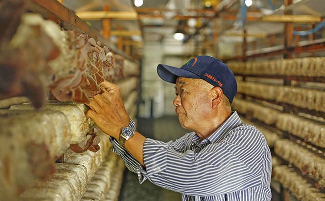 兵庫県加西市産　安全安心/根日女きくらげ佃煮詰合せ 加工食品 野菜 きのこ 茸 キノコ 木耳 キクラゲ 惣菜 和惣菜 