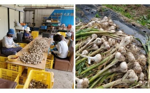 熟成黒にんにく 600g (200g×3袋） 甘くまろやかでおいしい黒ニンニク【mnr101】