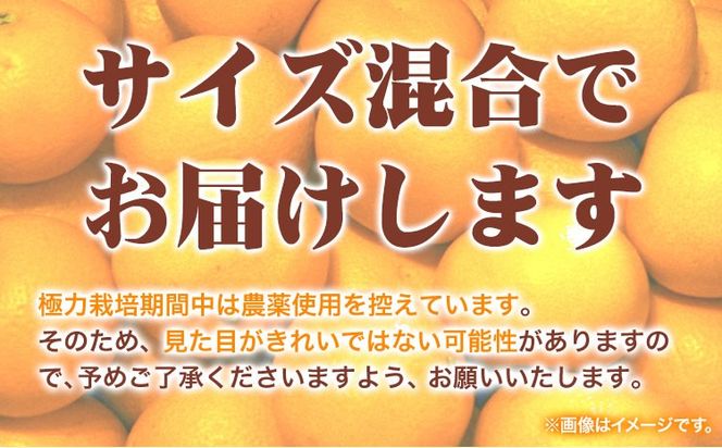 厳選 樹上完熟 はっさく 八朔 みかん 5kg＋250g 傷み補償分 池田鹿蔵農園 @日高町《4月上旬-5月末頃出荷》和歌山県 日高町 送料無料 はっさくみかん ハッサク 厳選八朔みかん【配送不可地域あり】---wsh_idn321_4j5m_25_13000_5kg---