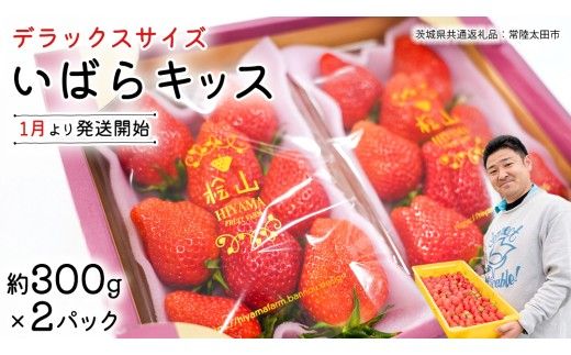 【 先行予約 】 いばらキッス ( 2パック )　特大 デラックスサイズ 【 2027年1月から発送開始 】 (常陸太田市 共通返礼品 ) 約 300g × 2 パック いばらキッス いばらきっす いちご 数量限定 果物 くだもの フルーツ 苺 イチゴ 期間限定