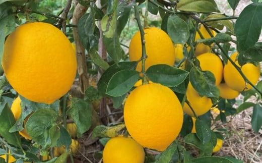 レモン たにぐち農園の国産マイヤーレモン 4.5kg【2025年12月～2026年1月初旬の期間で順次発送致します。】 / 檸檬 レモン れもん 柑橘 国産 大容量 数量限定 ご家庭用 家庭用【mtn006A】