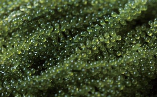 【お手軽沖縄海藻セット】海ぶどう（200g）＆もずく（500g）【2026年4月より順次発送】
