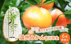 鉢植え 苗木 温州みかん 6号 宮川早生 高さ約70～80cm 植物 ガーデン ガーデニング 