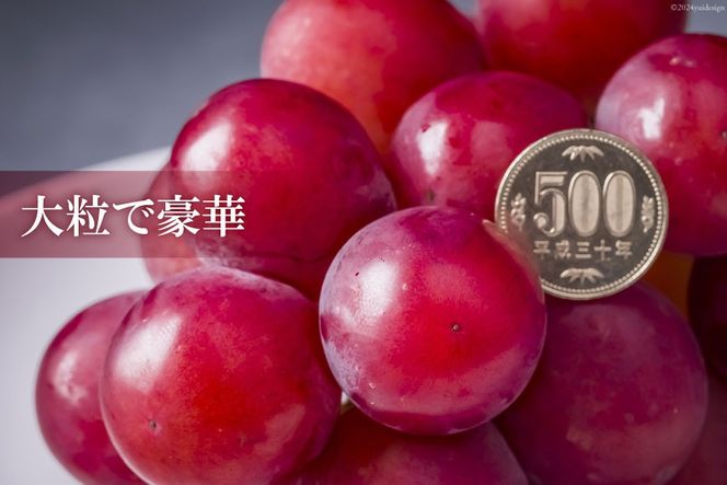【期間限定発送】 超高級 ぶどう ルビーロマン 1房 約500g 化粧箱入 [モアショップヤマモト 石川県 宝達志水町 38601385] ブドウ 葡萄 果物 くだもの フルーツ 贈答品 美味しい 甘い