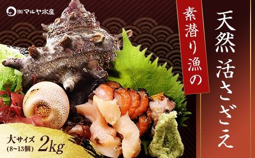 【先行予約】石川県・加賀市 活さざえ ( 天然 生食用 ) 大サイズ 2kg 8～13個 詰合せ（2025年7月上旬〜2025年8月中旬頃発送） F6P-0993