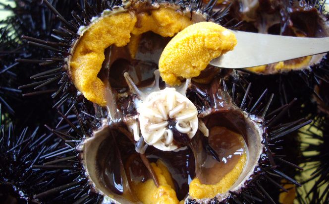【礼文島リボンプロジェクト】北海道 礼文島産 新鮮生うに キタムラサキウニ 40g×2パック(ピンバッジ付)［野崎水産］【 うに ウニ 雲丹 生うに ムラサキウニ 自然保護 寄付 海鮮 】