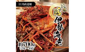 11月直送便 土佐獲れ 活伊勢海老 約700g（２尾～４尾） 天然 エビ　えび 伊勢エビ 海鮮 お刺身 刺し身 丸焼き しゃぶしゃぶ 故郷納税 ふるさとのうぜい 返礼品【株式会社とさもん】 [BQAE104]