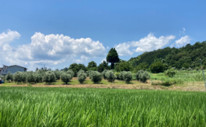 オリーブの苗木