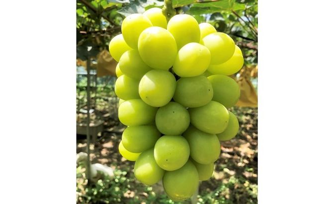 ぶどう 2026年 先行予約 【平均糖度20度】ご家庭用 農家こだわりの シャイン マスカット 3～5房 合計約2.0kg ブドウ 葡萄 岡山県産 国産 フルーツ 果物 【 Nini farm 農家 直送 】 [№5735-1949]