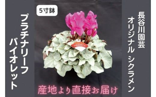 【先行予約】【長谷川園芸】オリジナル品種 シクラメン プラチナリーフ ５寸 バイオレット【冬のギフト  フラワーギフト クリスマス 鉢花】 (AT104)
